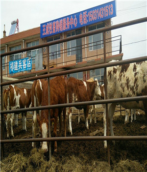 肉牛销售市场