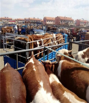 肉牛养殖场